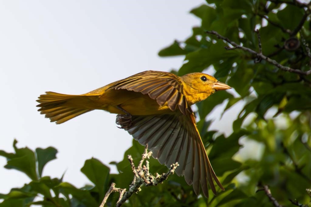 Summer Tanager - ML635887834