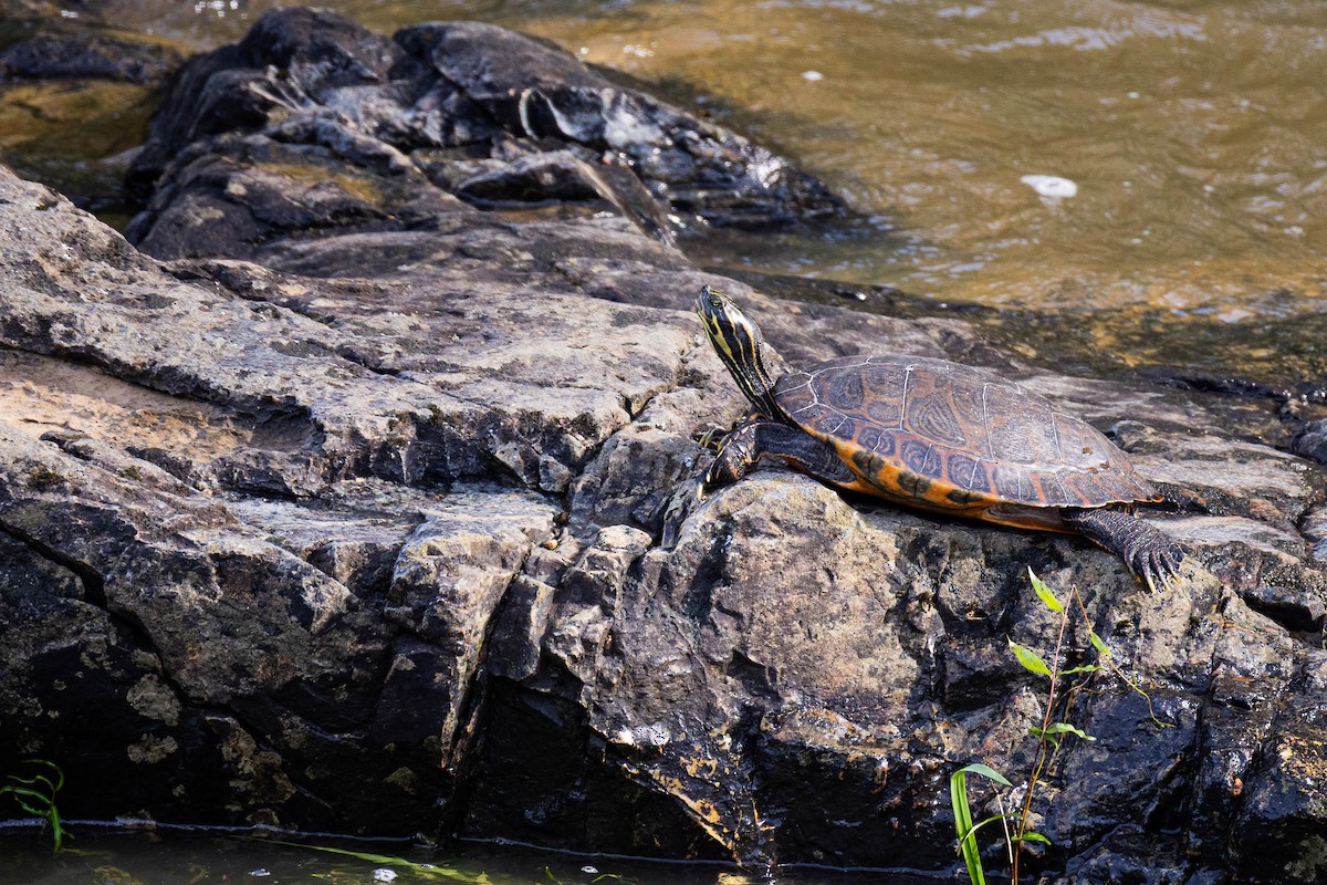 Animals - ML635887847