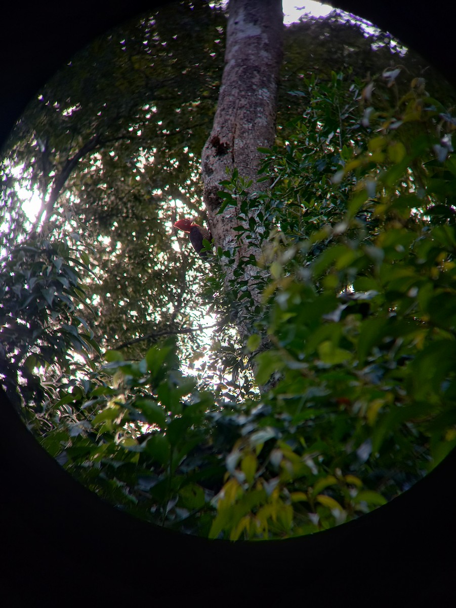 Robust Woodpecker - ML635887921