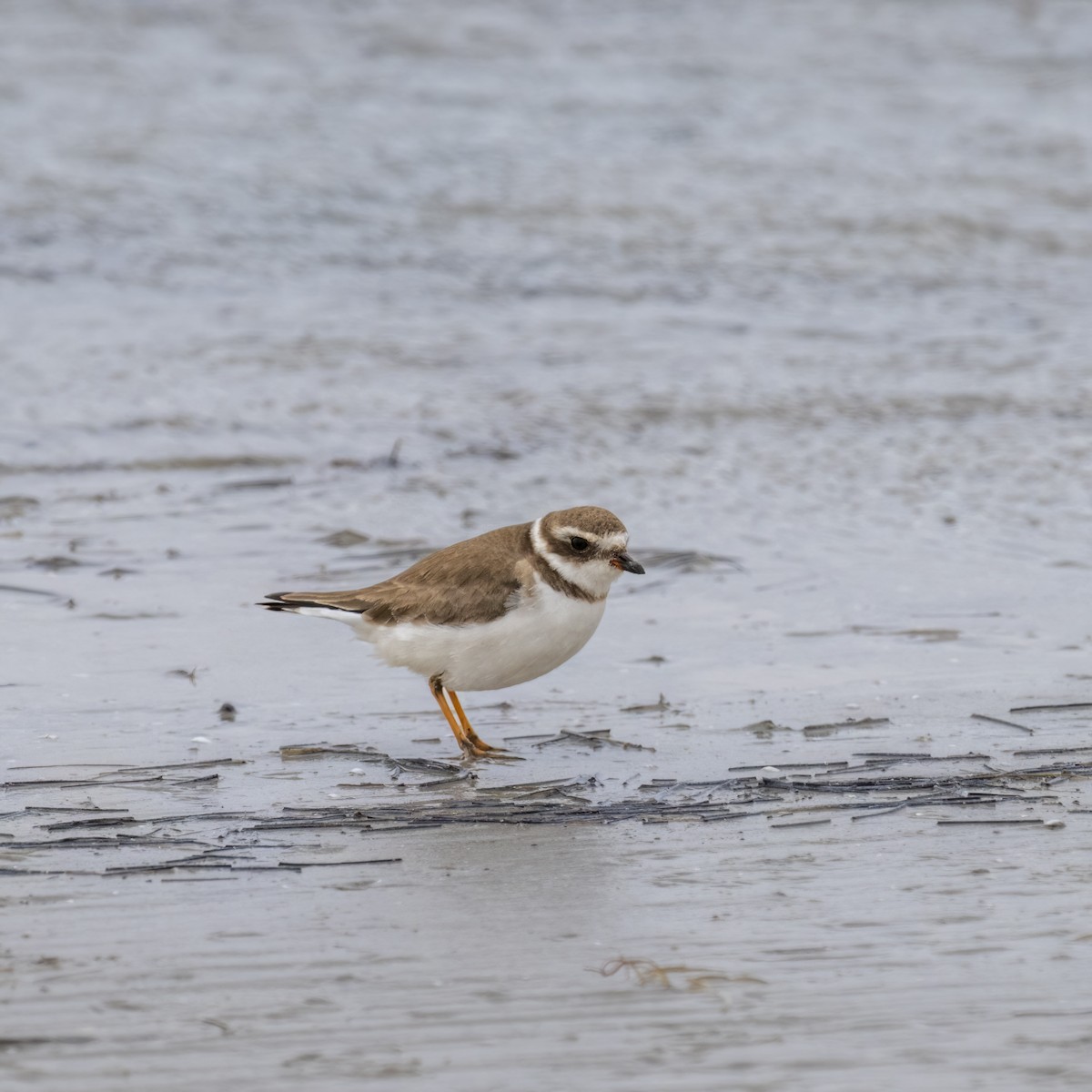 Semipalmated Plover - ML635887939