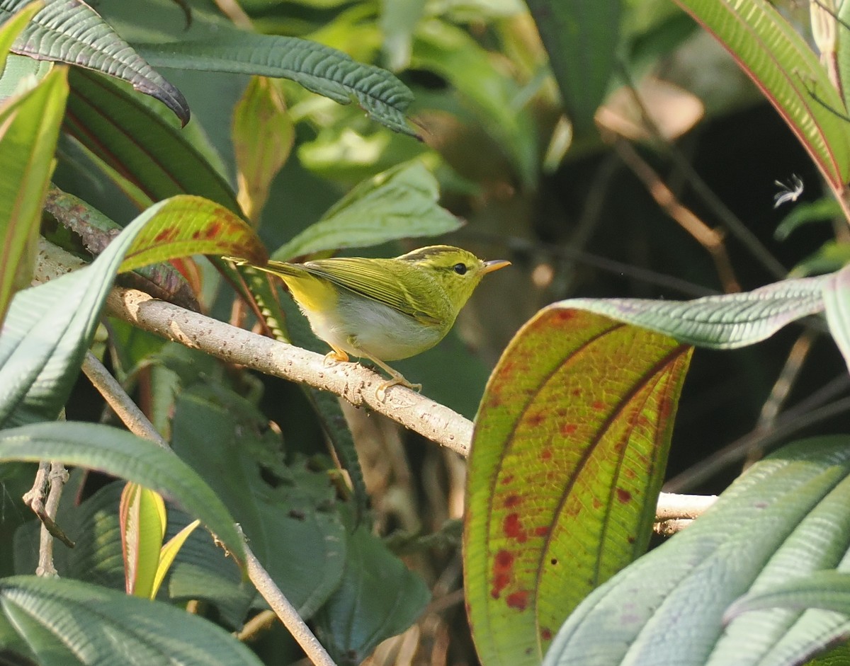 Yellow-vented Warbler - ML635888009