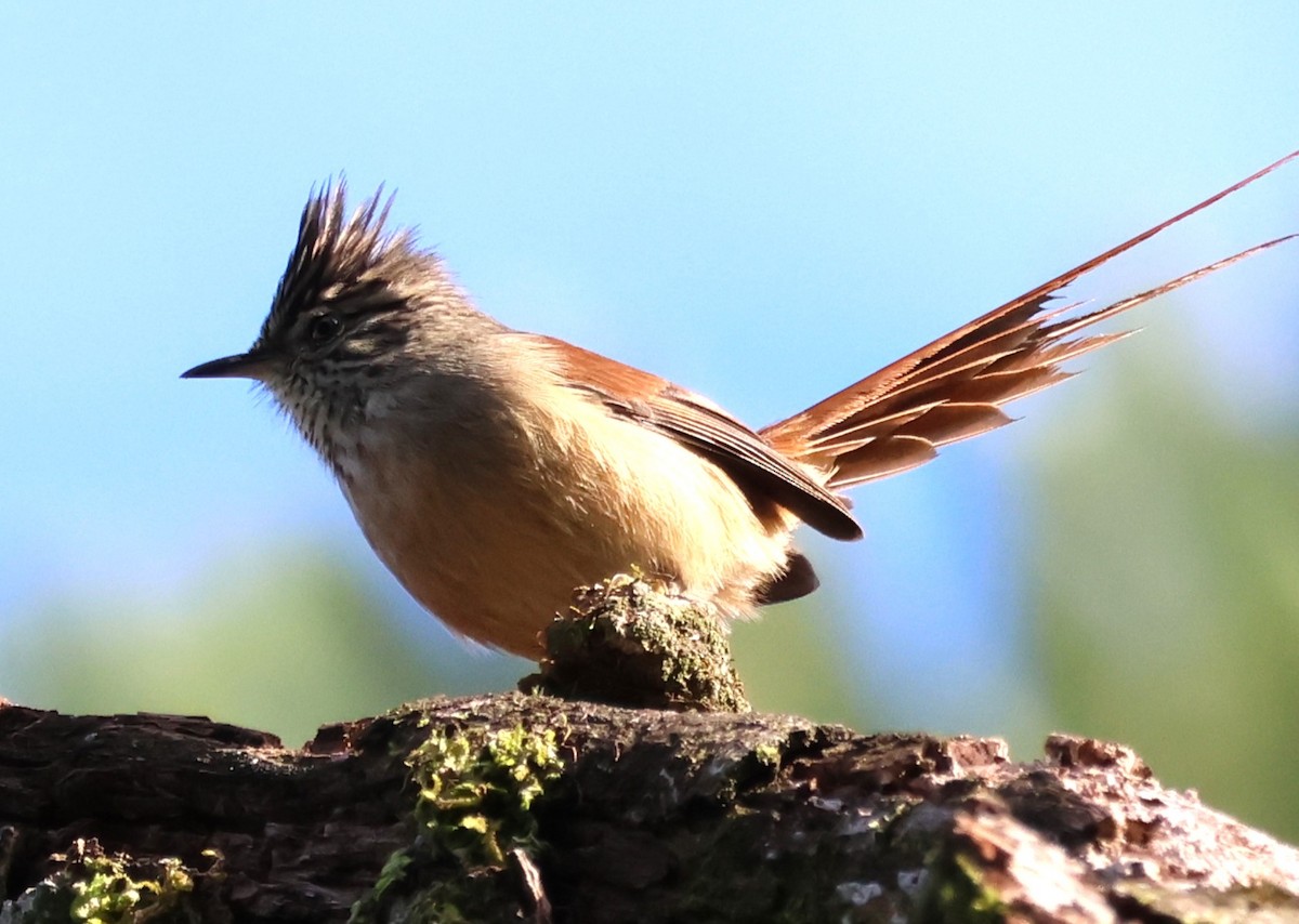 Araucaria Tit-Spinetail - ML635888021