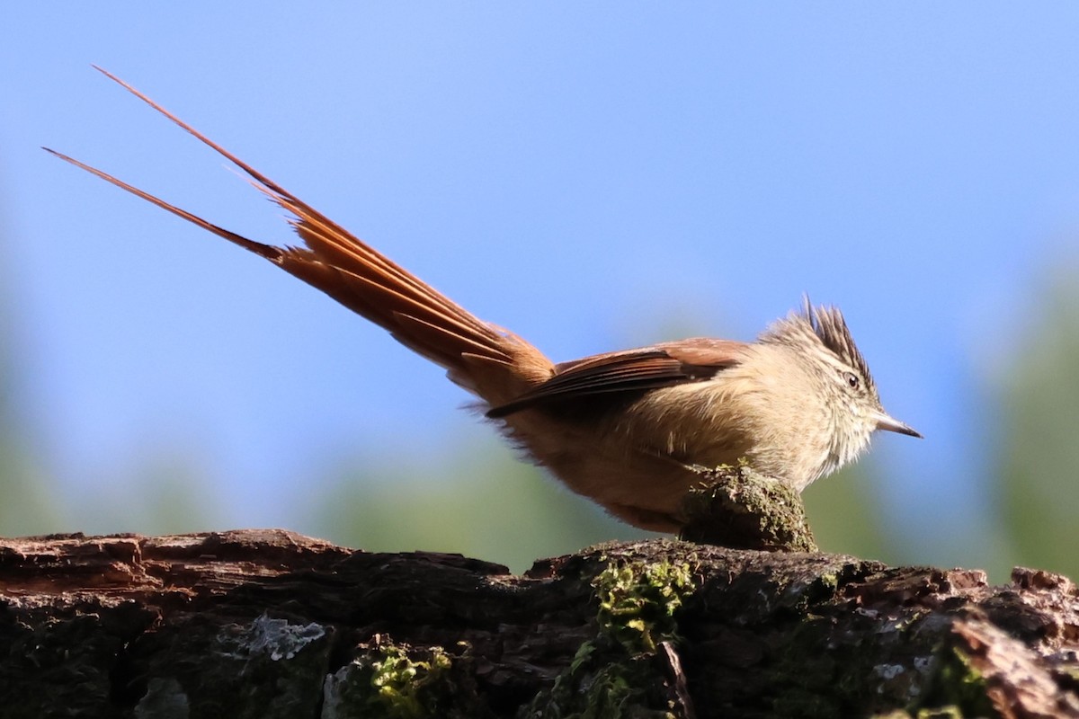 Araucaria Tit-Spinetail - ML635888022