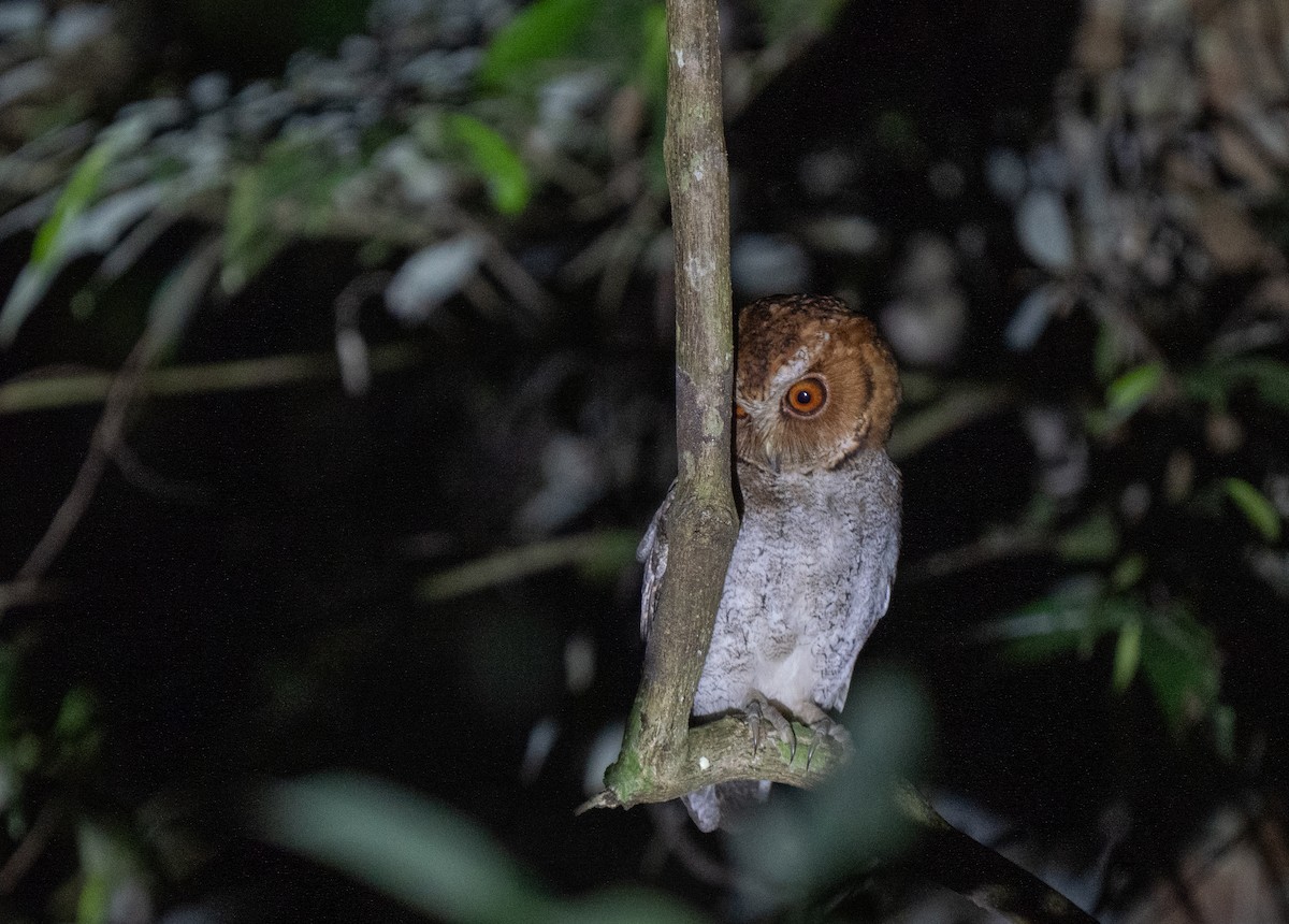 Negros Scops-Owl - ML635888042