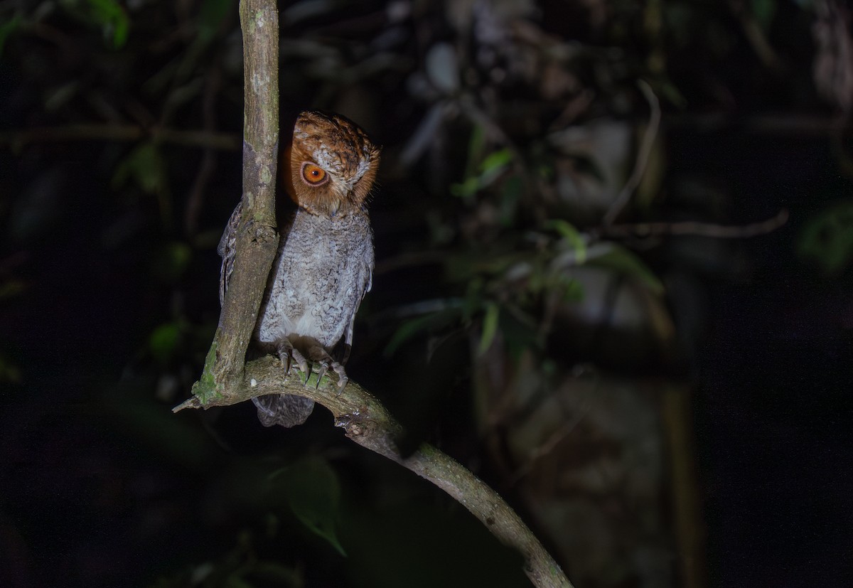 Negros Scops-Owl - ML635888043