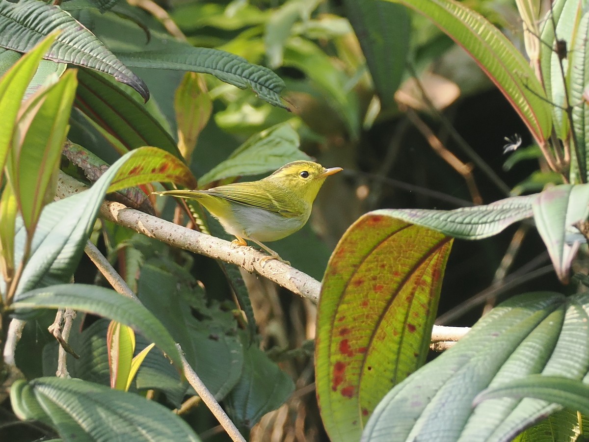 Yellow-vented Warbler - ML635888046