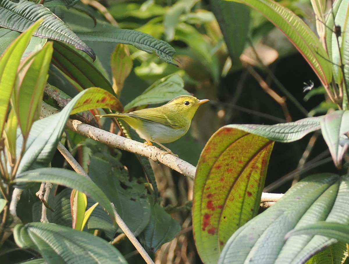 Yellow-vented Warbler - ML635888057