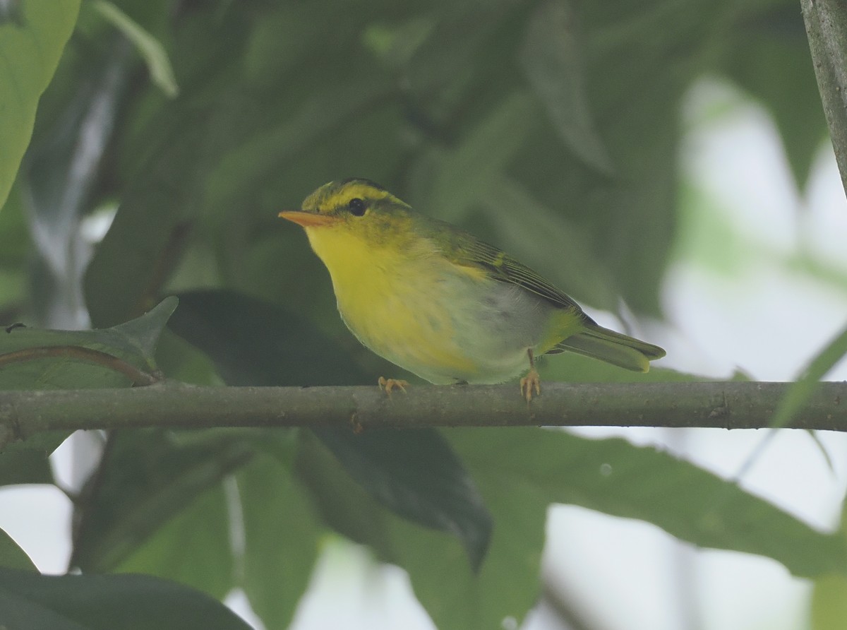 Yellow-vented Warbler - ML635888095