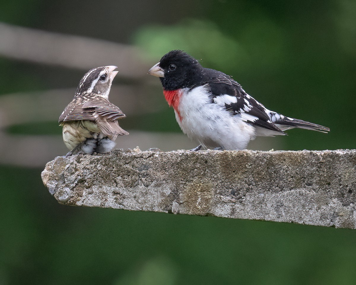 Rose-breasted Grosbeak - ML635888113