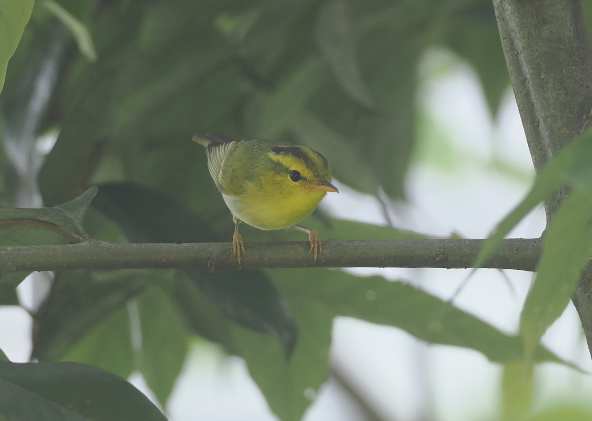 Yellow-vented Warbler - ML635888150