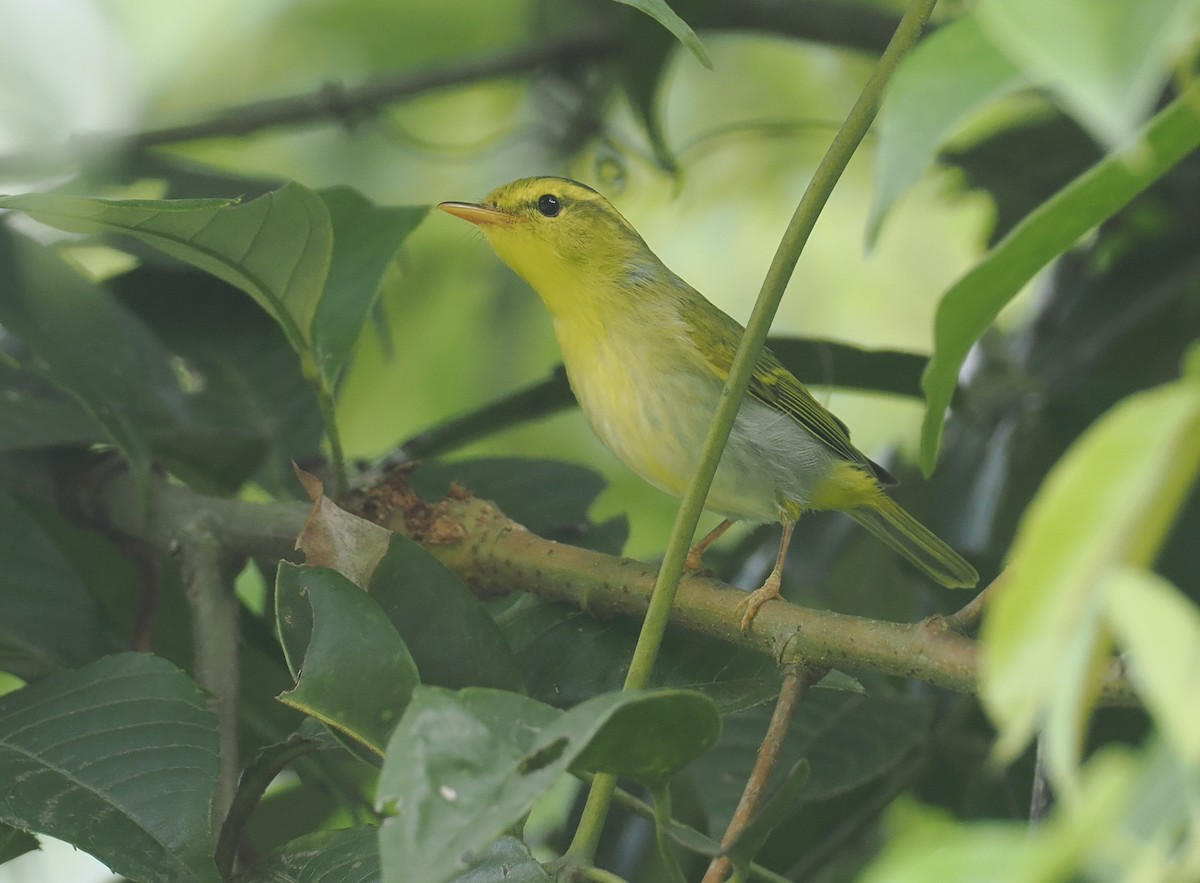 Yellow-vented Warbler - ML635888163