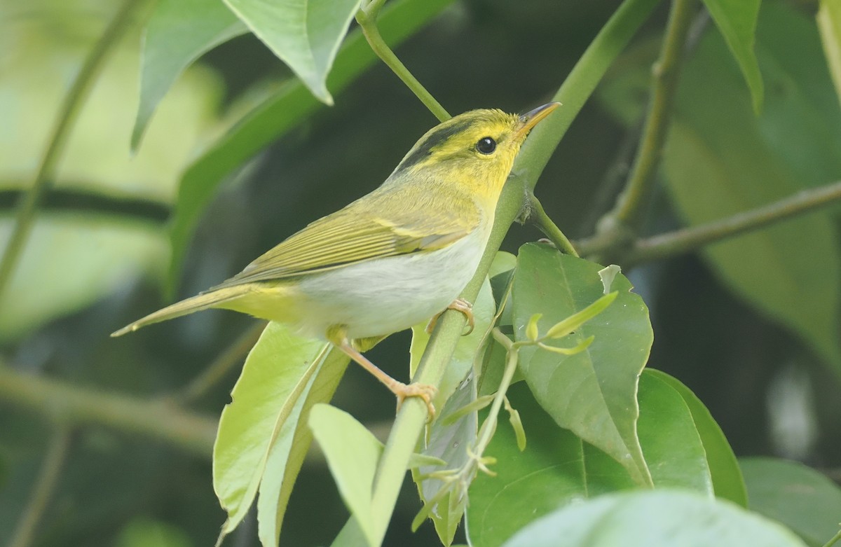 Yellow-vented Warbler - ML635888171