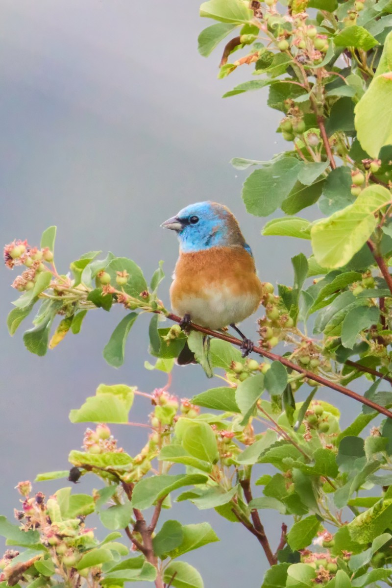 ムネアカルリノジコ - ML635888179