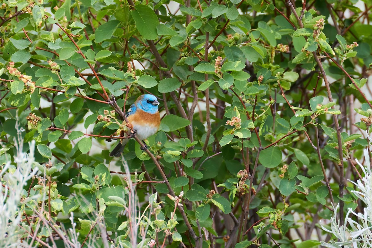 ムネアカルリノジコ - ML635888180