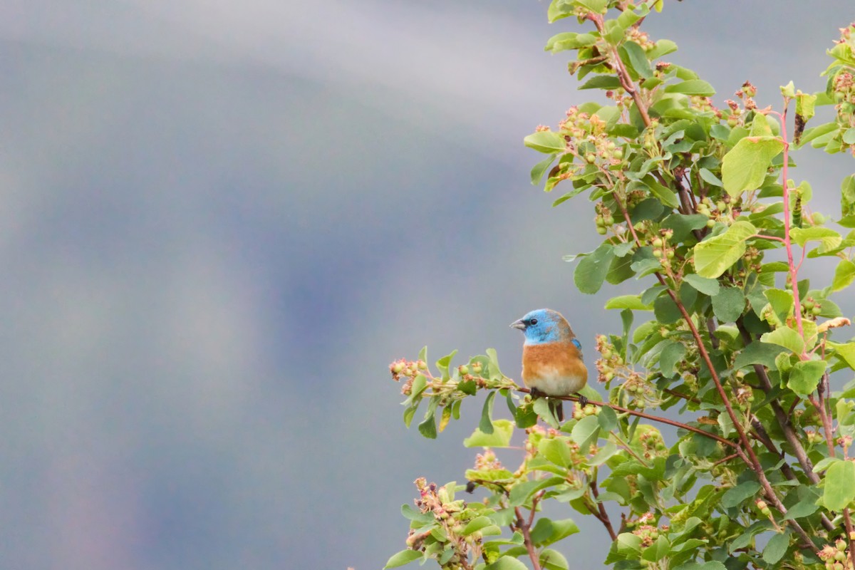 ムネアカルリノジコ - ML635888182