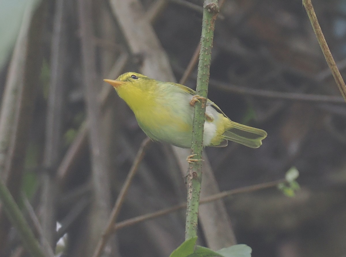 Yellow-vented Warbler - ML635888208