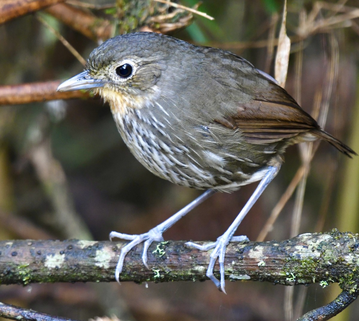 Santa Marta Antpitta - ML635888294