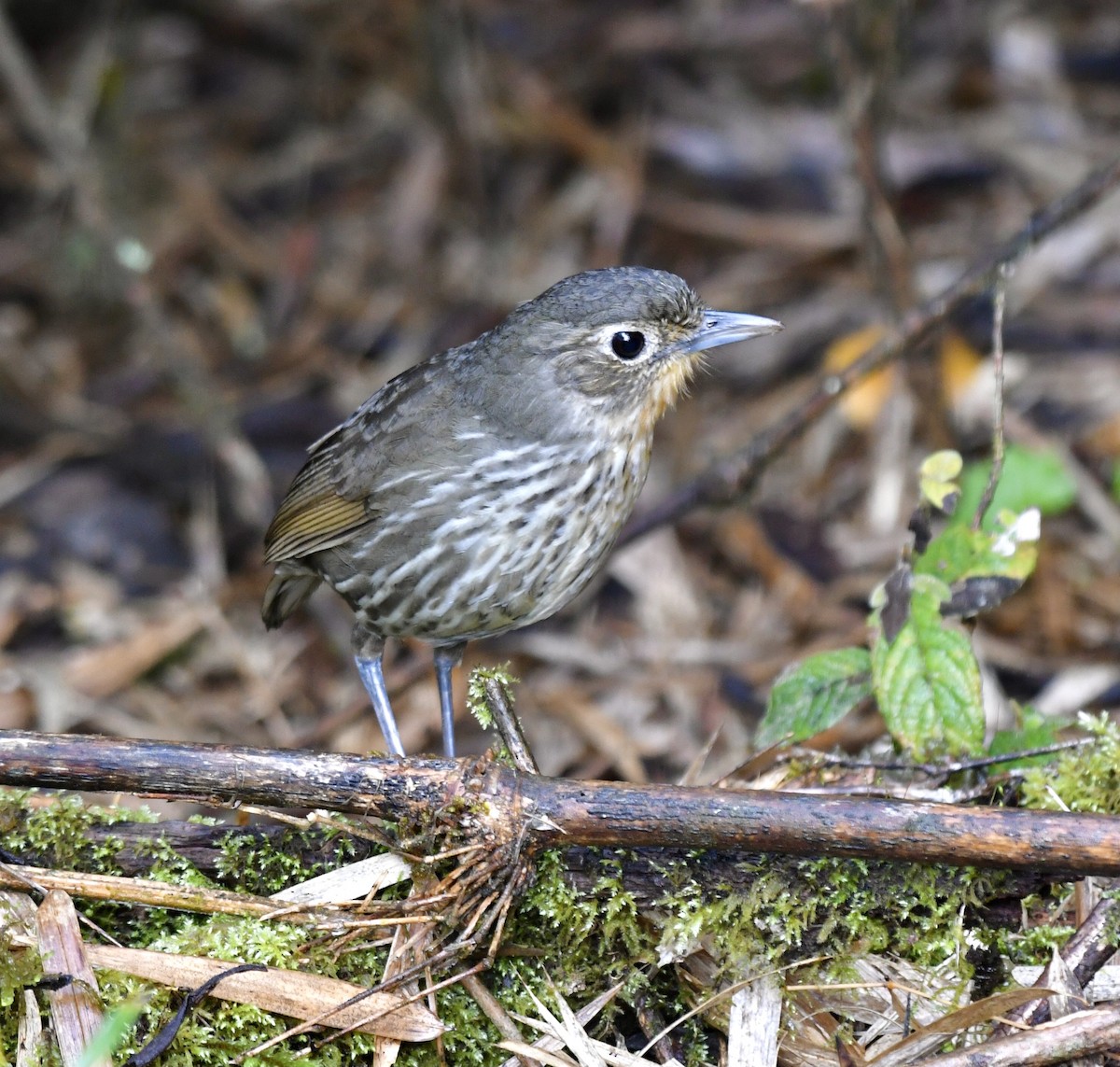 Santa Marta Antpitta - ML635888298