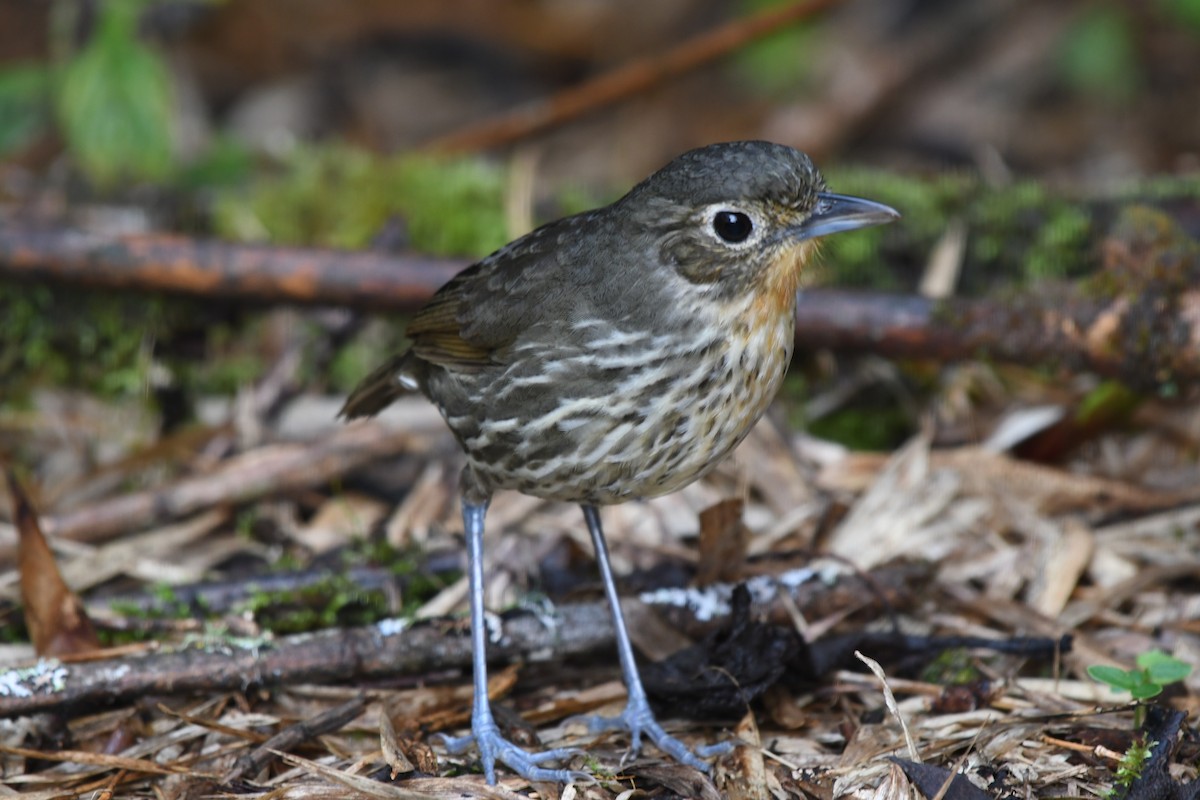 Santa Marta Antpitta - ML635888307