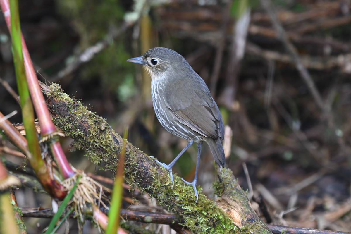 Santa Marta Antpitta - ML635888309