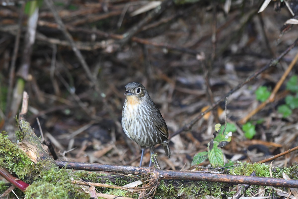 Santa Marta Antpitta - ML635888310