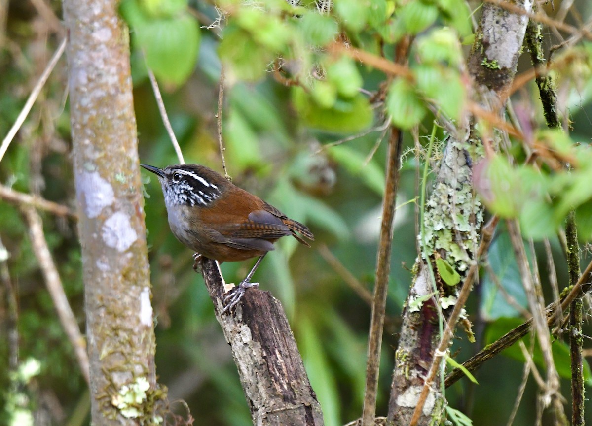 Hermit Wood-Wren - ML635888341
