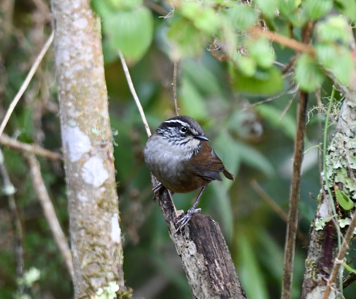 Hermit Wood-Wren - ML635888342