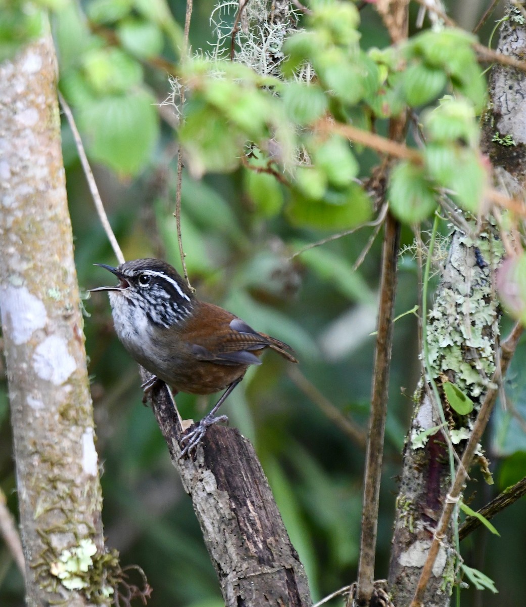 Hermit Wood-Wren - ML635888343
