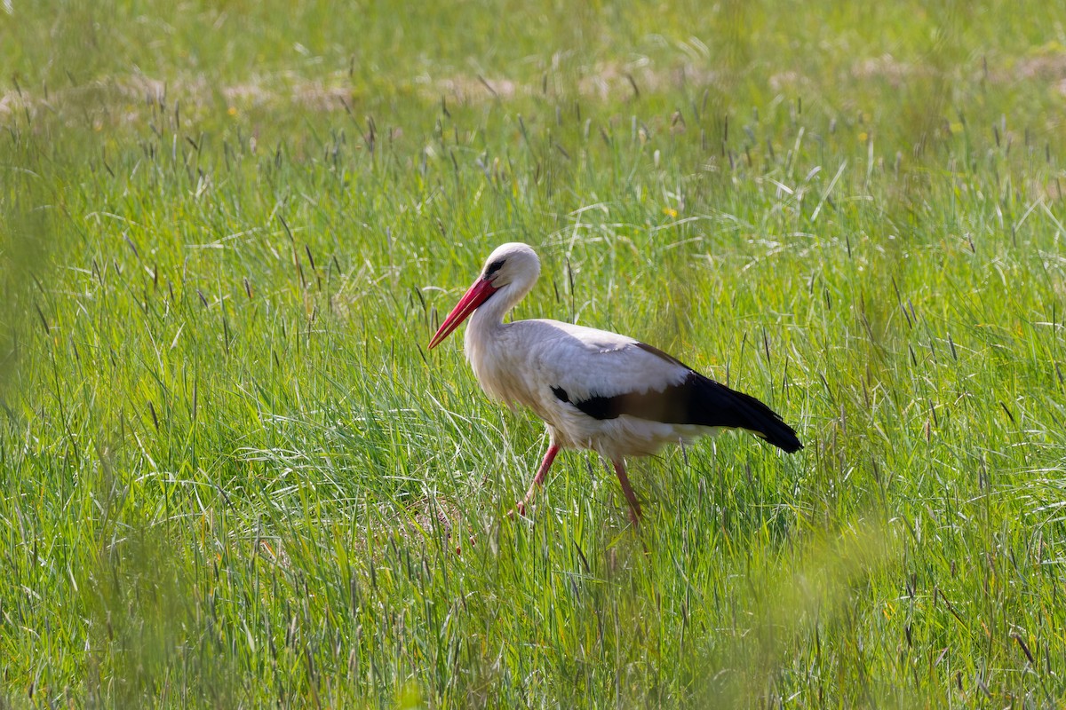 White Stork - ML635888395