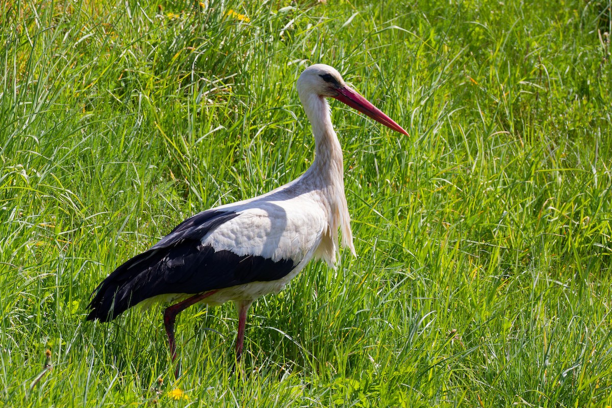 White Stork - ML635888634