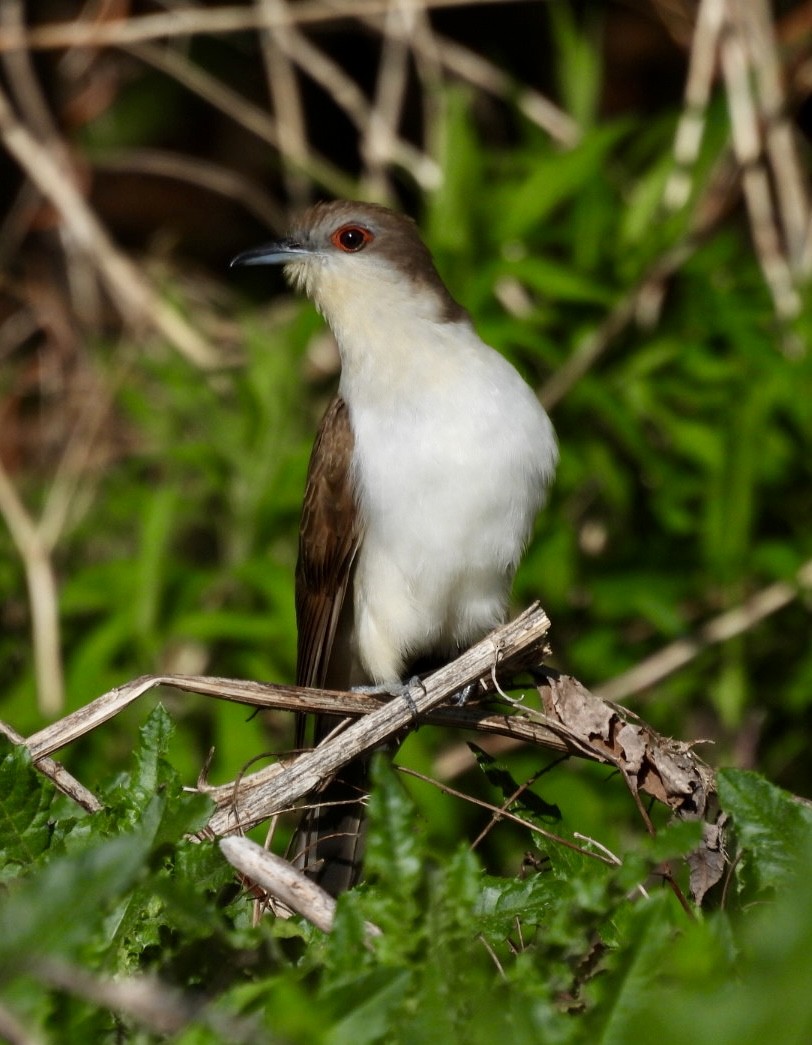 Black-billed Cuckoo - ML635888687