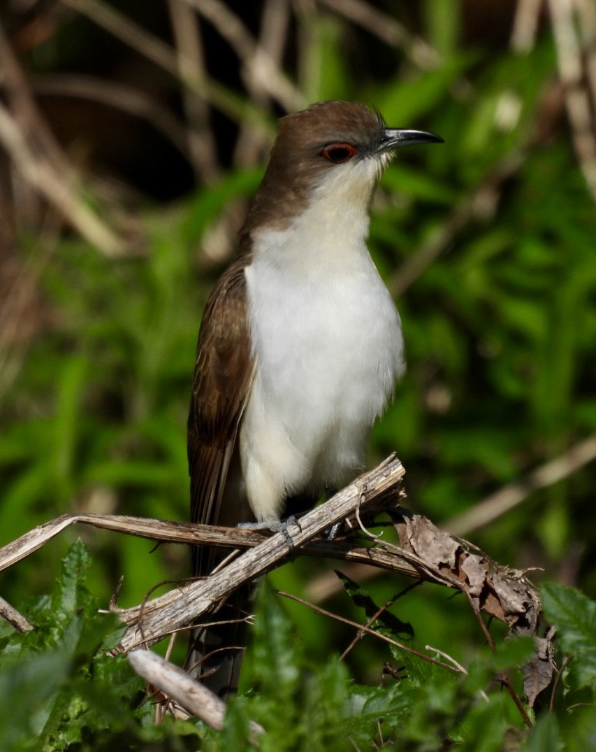 Black-billed Cuckoo - ML635888688