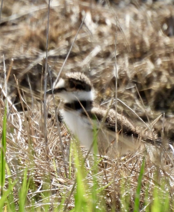 Killdeer - ML635888698