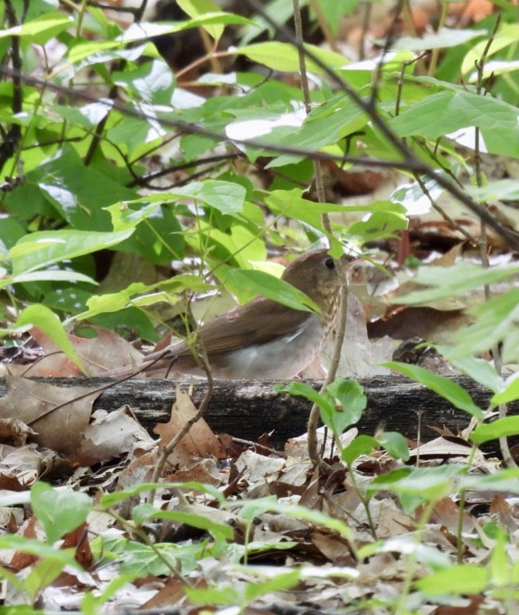 Veery - ML635888714