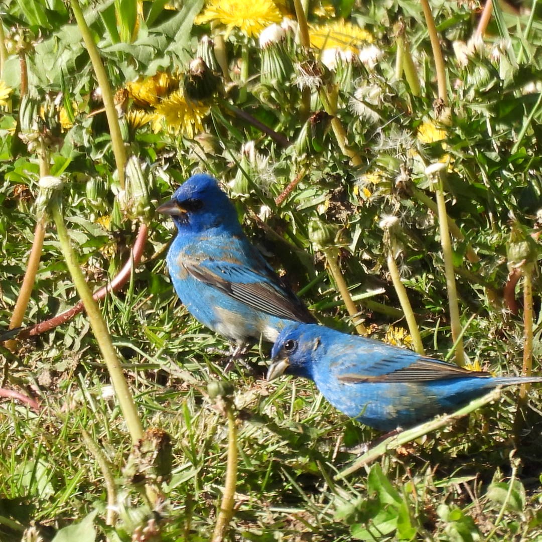 Indigo Bunting - ML635888740