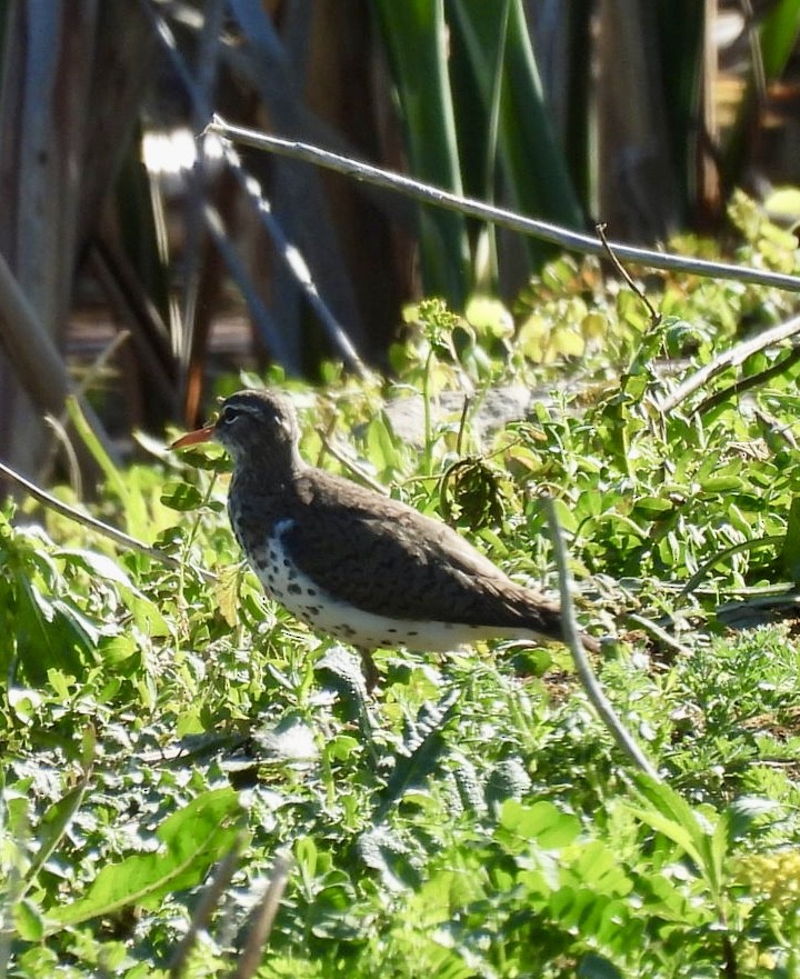 Spotted Sandpiper - ML635888822