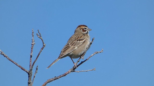 Toygar Serçesi - ML635888844