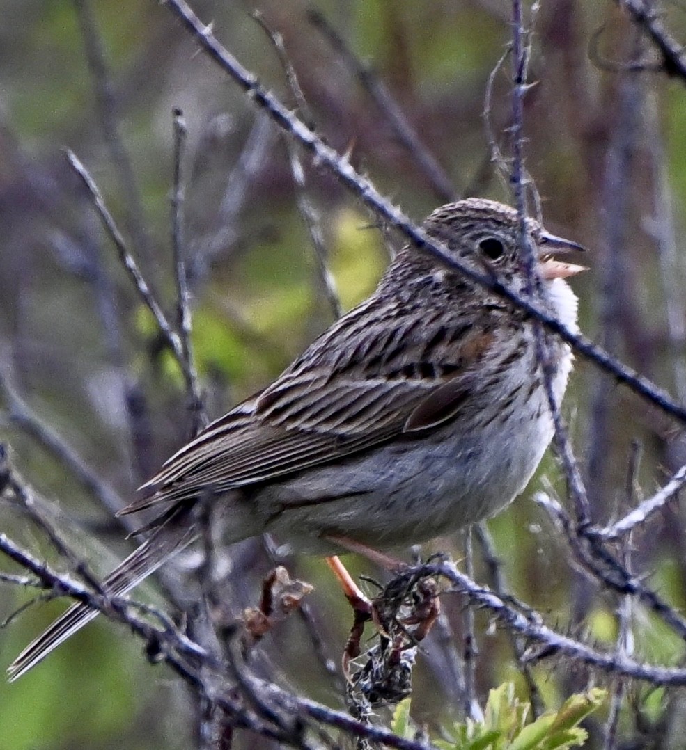 Vesper Sparrow - ML635888930
