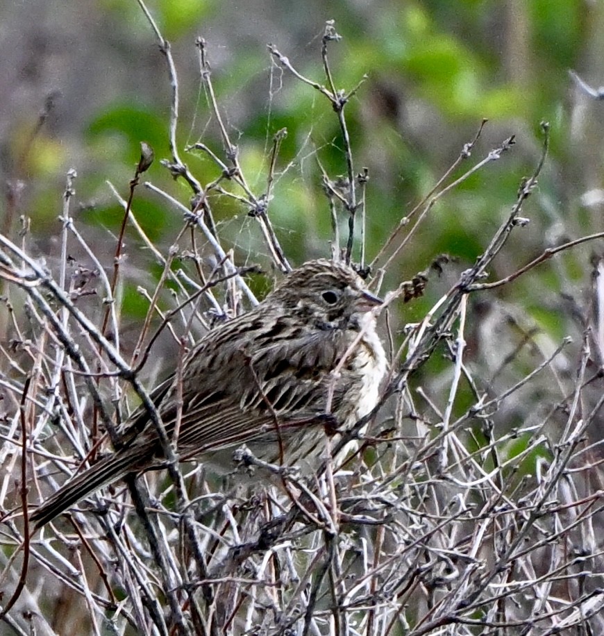 Vesper Sparrow - ML635888931