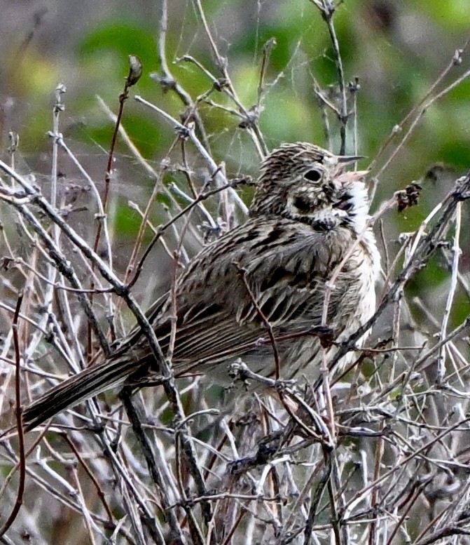 Vesper Sparrow - ML635888932