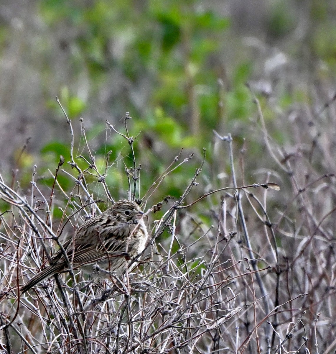 Vesper Sparrow - ML635888933