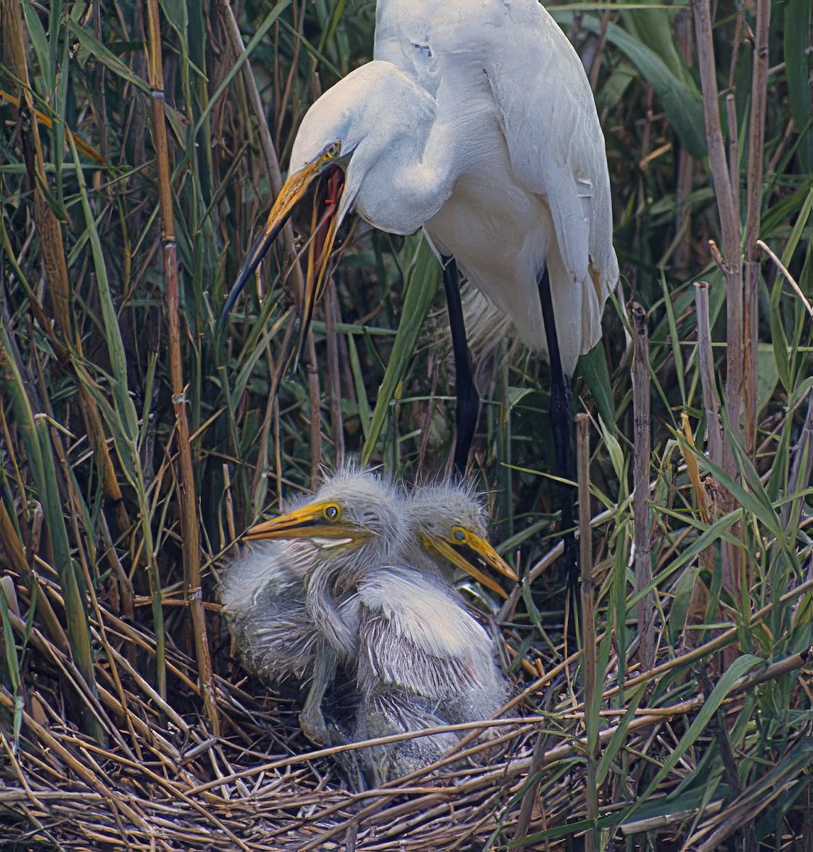 Great Egret (African) - ML635888943