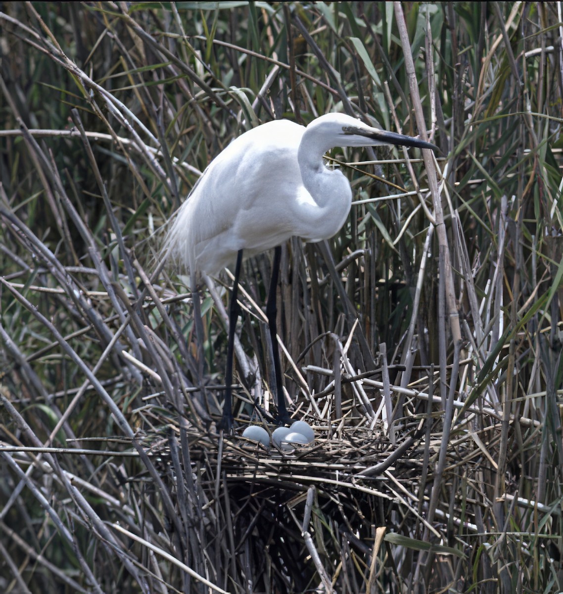 Great Egret (African) - ML635888955