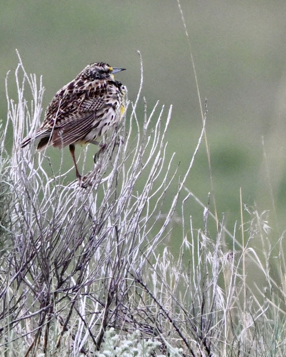 Western Meadowlark - ML635888965