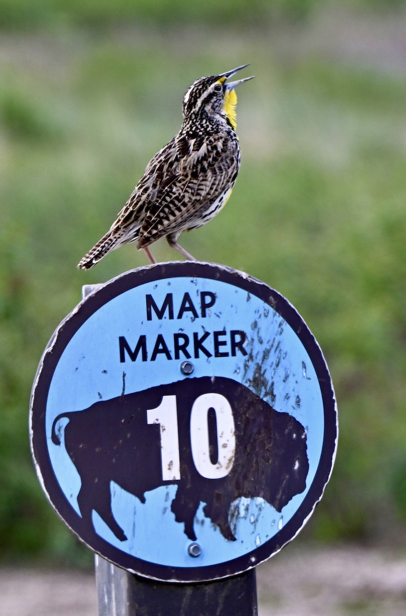Western Meadowlark - ML635888966