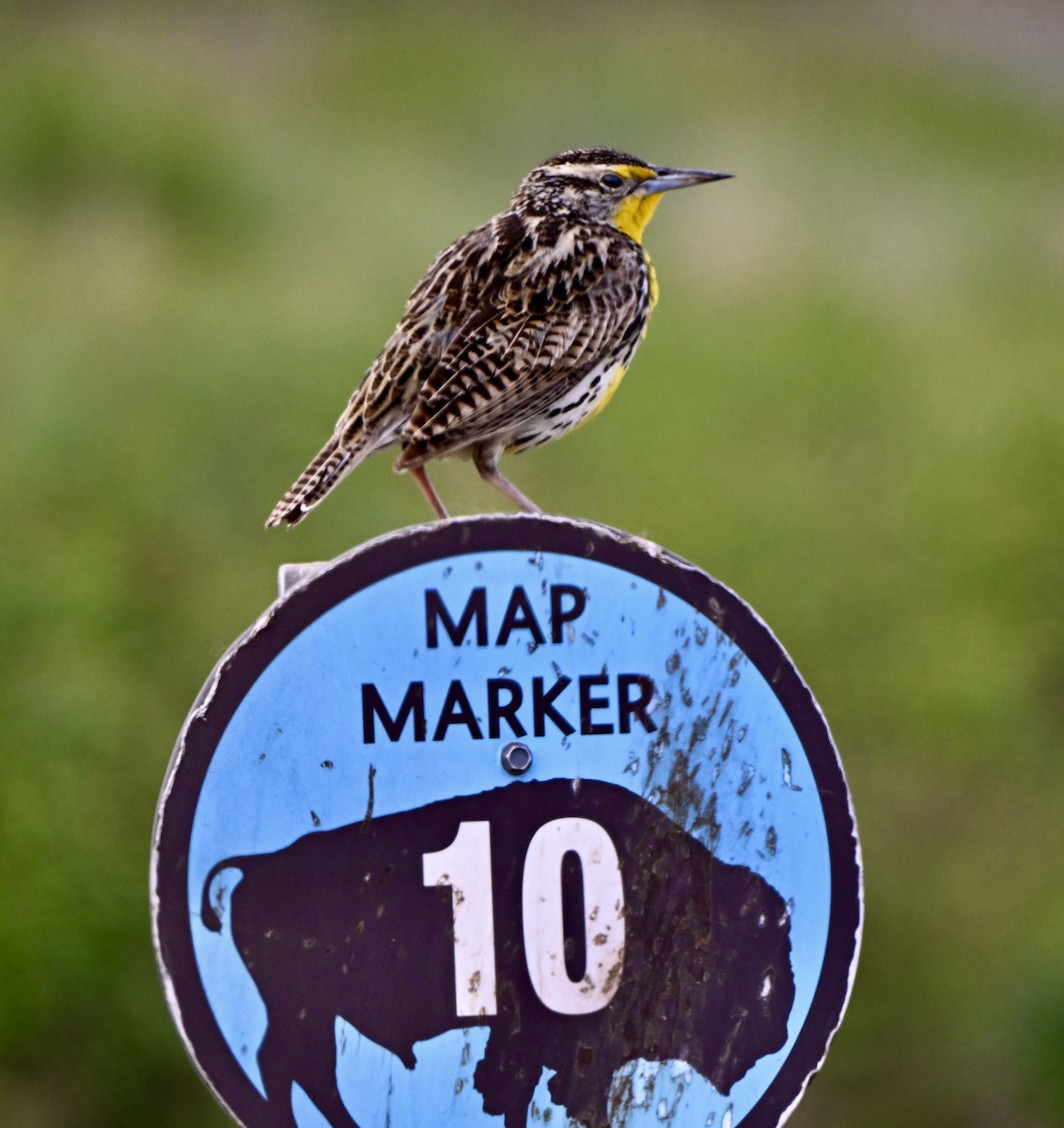 Western Meadowlark - ML635888967