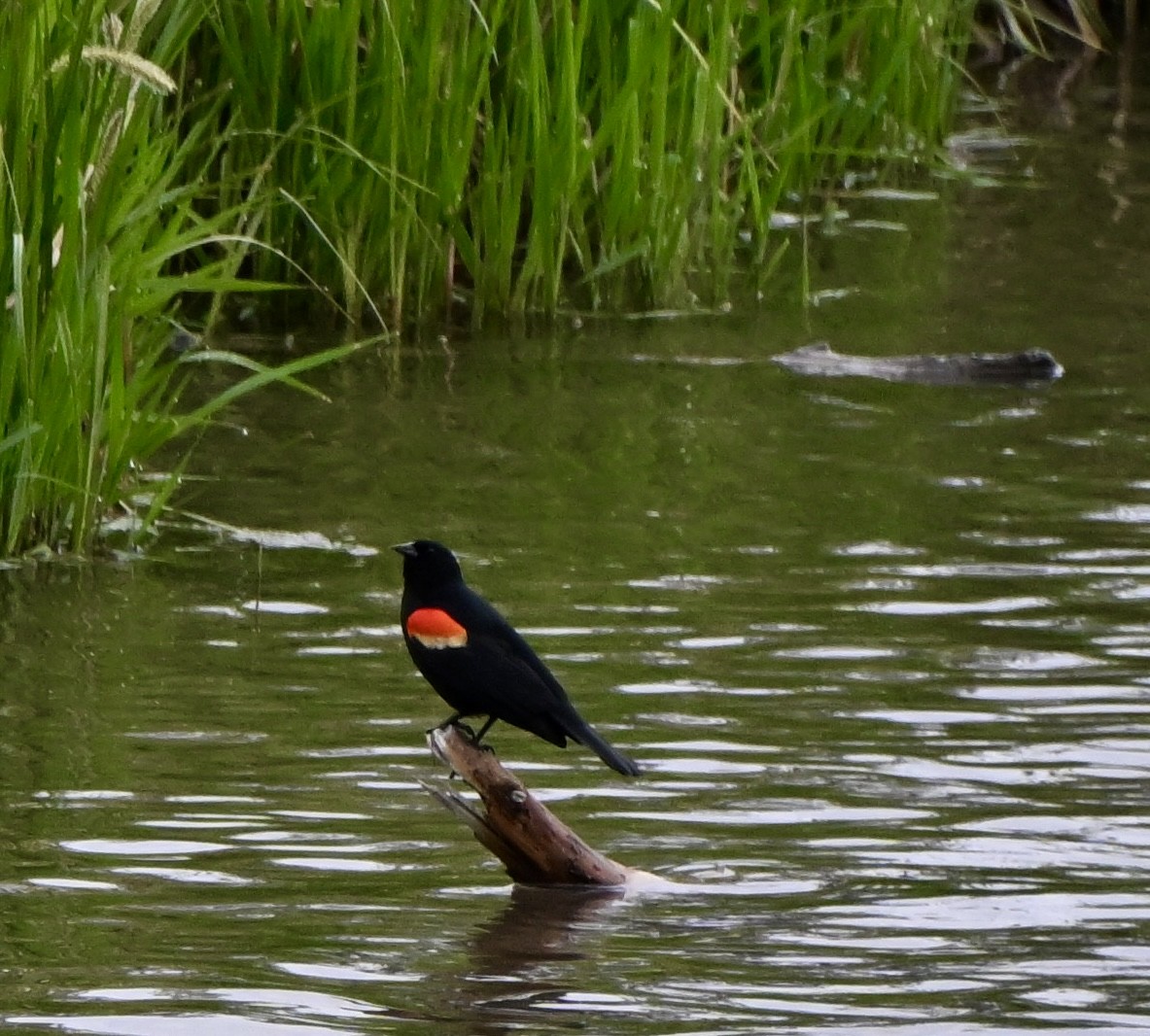 Red-winged Blackbird - ML635889012