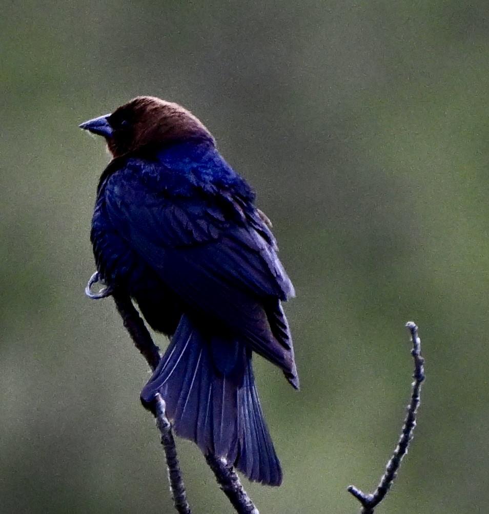 Brown-headed Cowbird - ML635889025