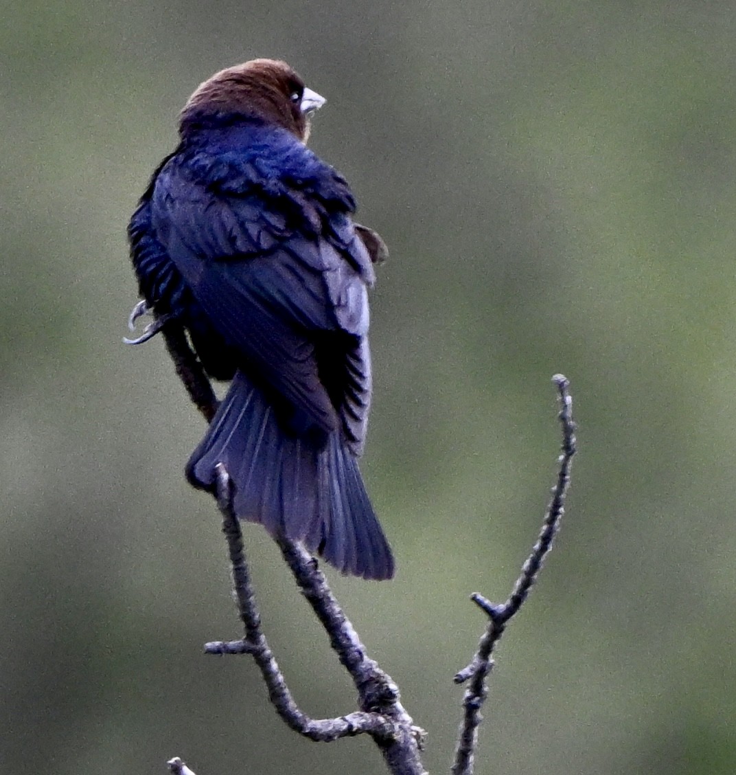 Brown-headed Cowbird - ML635889026
