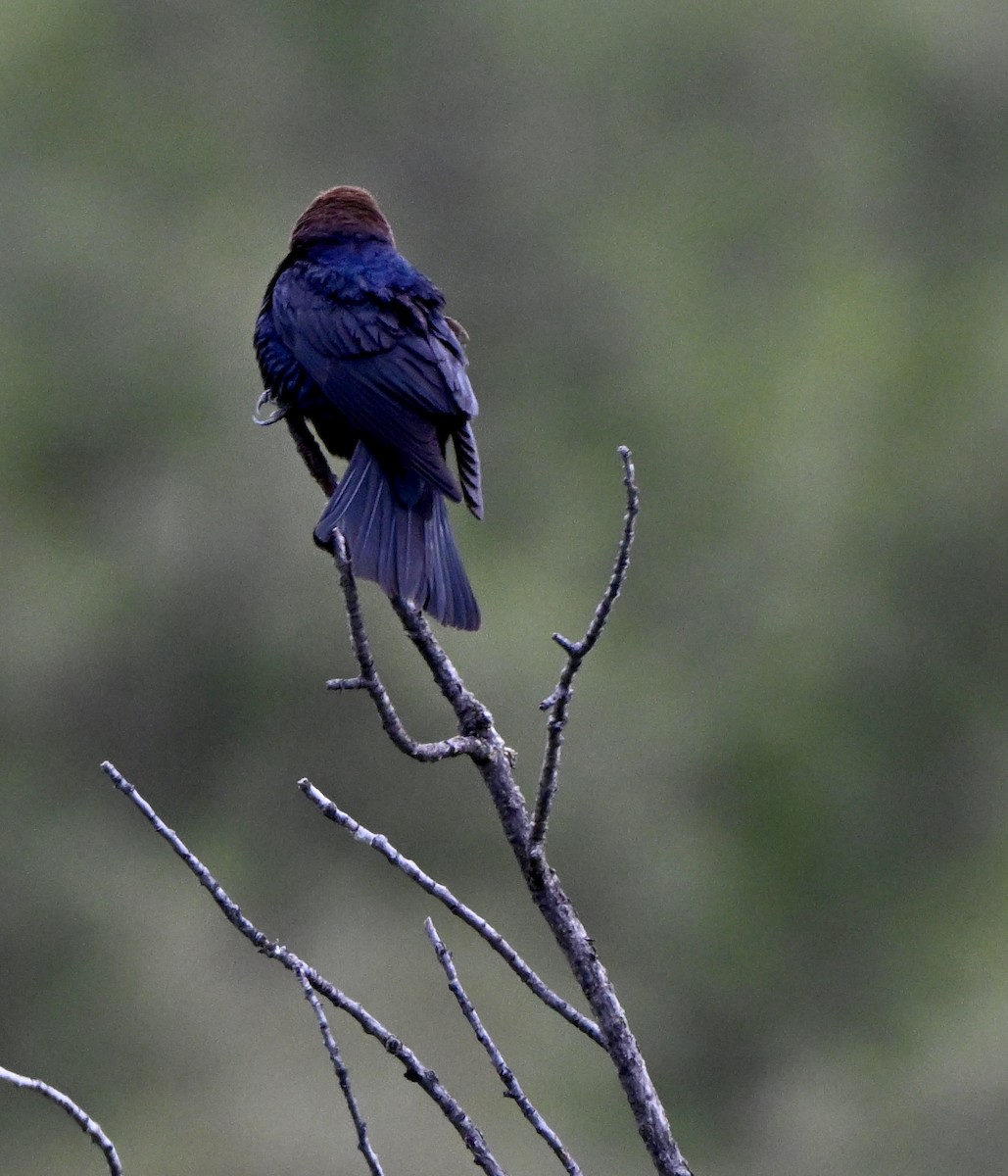 Brown-headed Cowbird - ML635889027